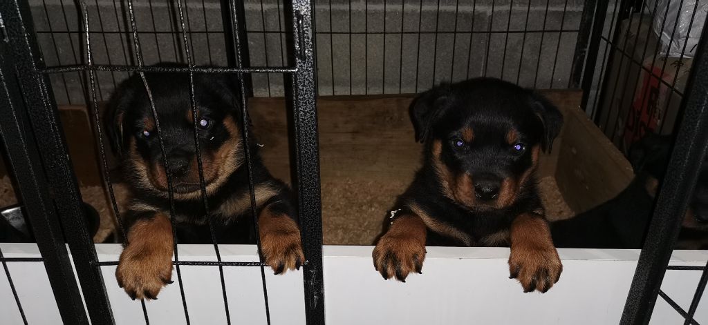 Chiot Rottweiler Des Titans Des Montagnes